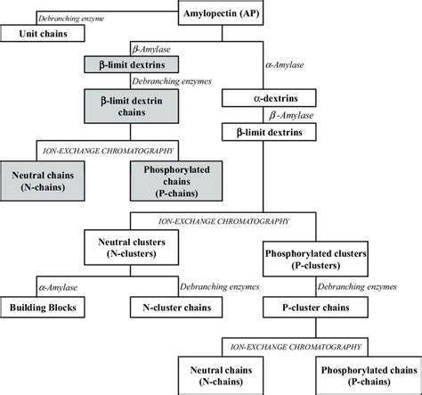 Scheme of amylopectin enzyme-assisted fragmentation and analysis used ...