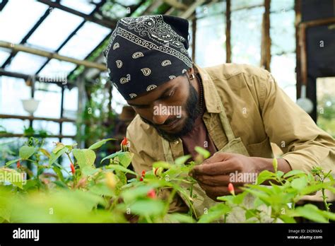 Farmer Wearing Bandana And Examining Chili Pepper Plant In Greenhouse