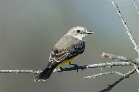 Passerine Wildlife Gallery