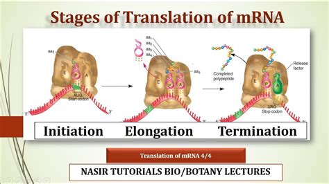 Stages Of Mrna Translation Initiation Elongation Termination Bs