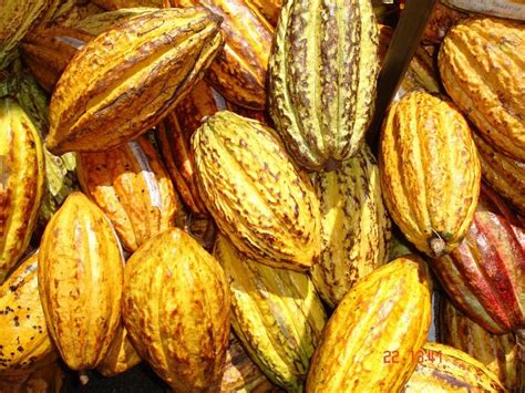 OrÍgenes Del Cacao Ecuatoriano Proamazonia