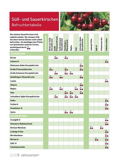 Infoposter Kirschen Mit Befruchtertabelle G Se Shop Periodic Table