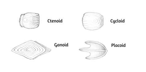 How To Draw Animal Scales