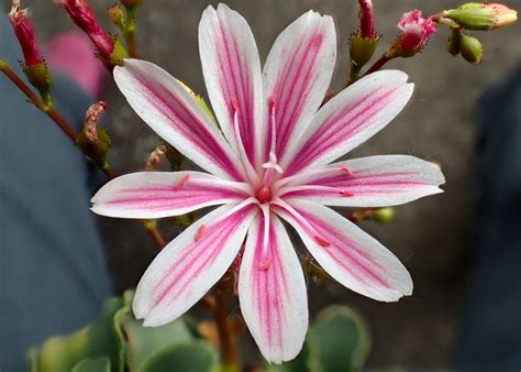 Lewisia Cotyledon Sunset Strain Lewisia Cotyledon Sunse Flickr