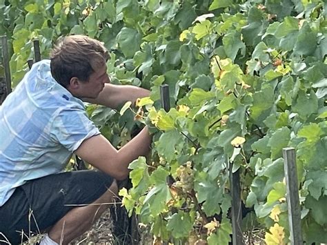 Un Nouveau Venu En Igp Coteaux De Tannay Domaine De Bel Air Tannay