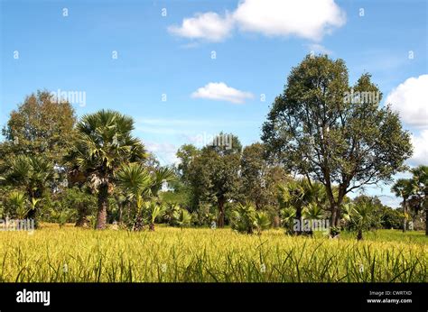 countryside rice field near Siem Reap Cambodia Asia Stock Photo - Alamy