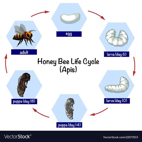 Honey Bee Life Cycle Illustration Download A Free Preview Or High