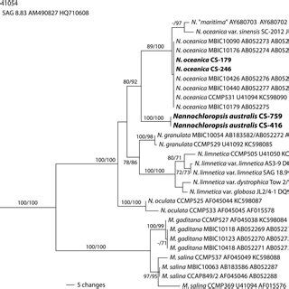 Phylogram Inferred From Maximum Likelihood Analysis Of The Combined