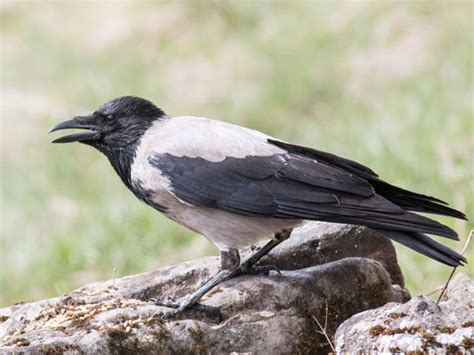 12 Types Of Crows Popular Corvus Species Vivo Pets