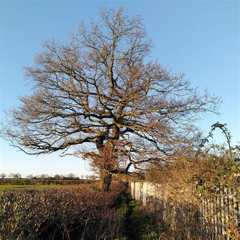 Oak Tree On Path From Lentons Lane To A J Paxton Cc By Sa