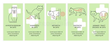 Top 5 Conditions In Cats Common Diseases In Adult Animals Stock Vector