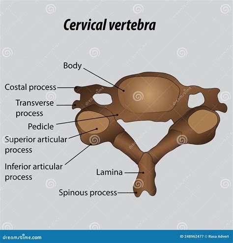 Cervical Vertebrae Anatomy And Labeled Diagram 51 Off