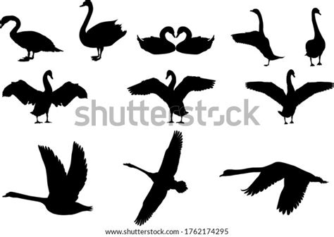 2934 Swan In Flight Silhouette Images Stock Photos And Vectors