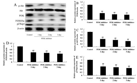 The Pi K Akt Foxo A Pathway Regulates Regeneration Following Spinal