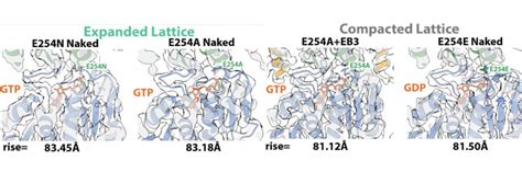 Structural Basis Of Microtubule Dynamic Instability The Nogales Lab