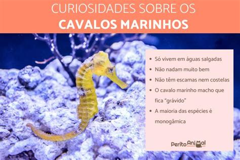 Curiosidades Sobre O Cavalo Marinho Que V O Te Surpreender