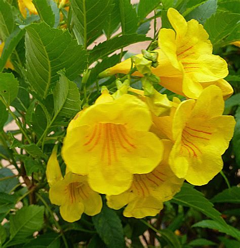 Buy Tecoma/yellow trumpetbush/yellow bells/yellow elder/ginger-thomas/ chandra prabha flower ...