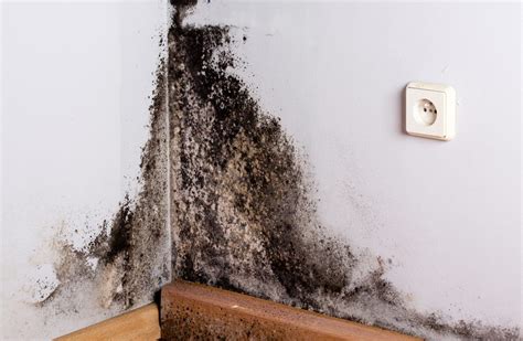 What Are The Symptoms Of Mold Exposure - Servmold Of Dallas