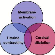 Transabdominal ultrasound when the fetus is in a vertex presentation ...