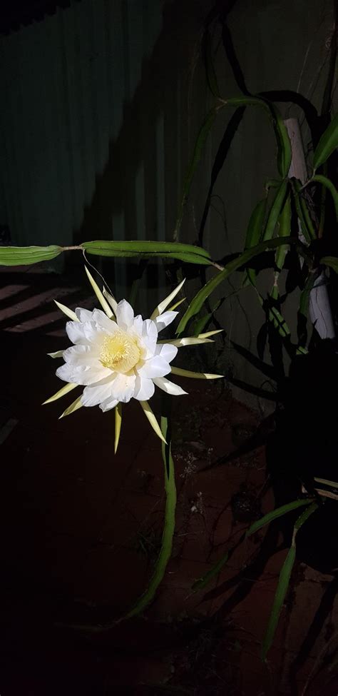 dragonfruit flower 11