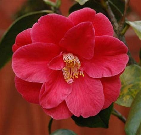 Mengenal Bunga Camellia Lebih Dekat