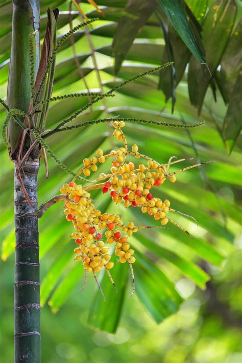 Date palm fruit - Sealing wax palm on the tree 21165655 Stock Photo at ...