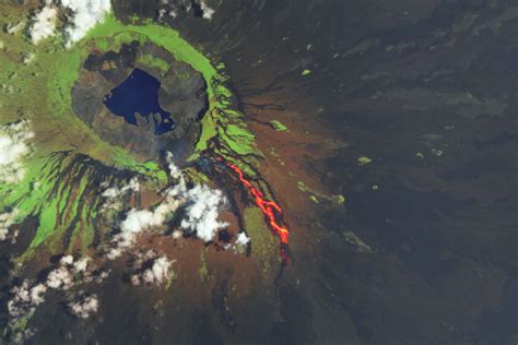 An Eruption for Galápagos Iguanas