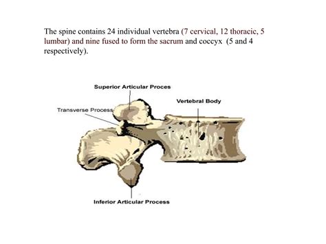 anatomy of the disc in spine anatomy complete | PPT