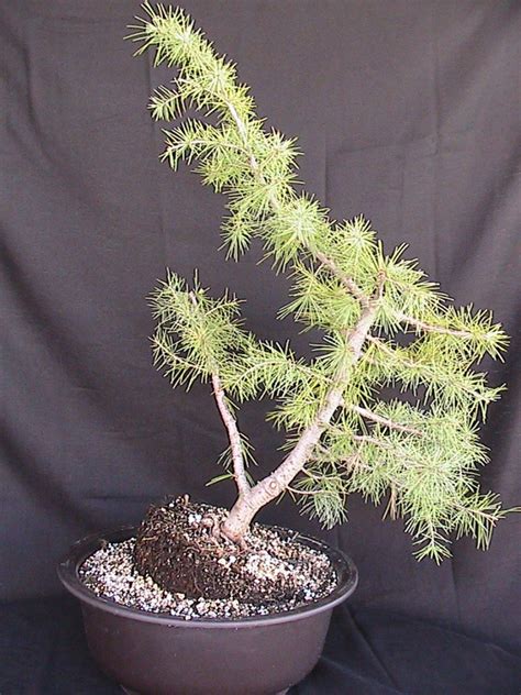 Cedar Bonsai Kuromatsubonsai