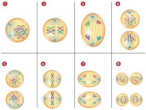 Phases Of Meiosis Diagram Quizlet