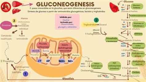 Solution Diapositivas De Carbohidratos Studypool