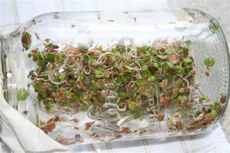 Growing sprouts in a Mason jar