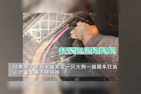 男子遇流浪小奶狗欲拐走，不料却被狗妈妈一路追车狂骂，无奈认怂