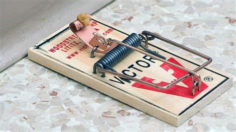 How To Set A Mouse Trap Without Getting Hurt Ridmycritters