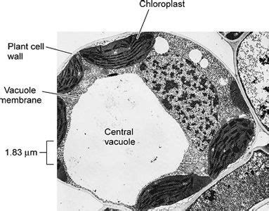 review eukaryotic cells | Plant cell, Eukaryotic cell, Prokaryotic cell