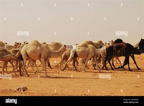 Caravan Of Saudi Arabian Camel Stock Photo Alamy