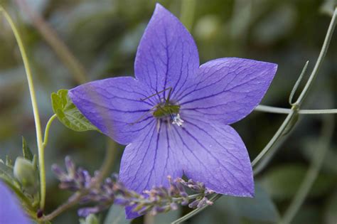 14 Best Fall-Blooming Flowers for Your Perennial Garden