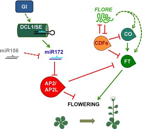 Frontiers Under A New Light Regulation Of Light Dependent Pathways