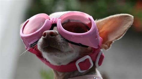 The Best Dog Goggles and Sunglasses for Optimal Eye Protection