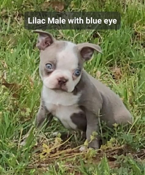 Blue Boston Terrier Tips For Adopting A Budget Friendly Puppy