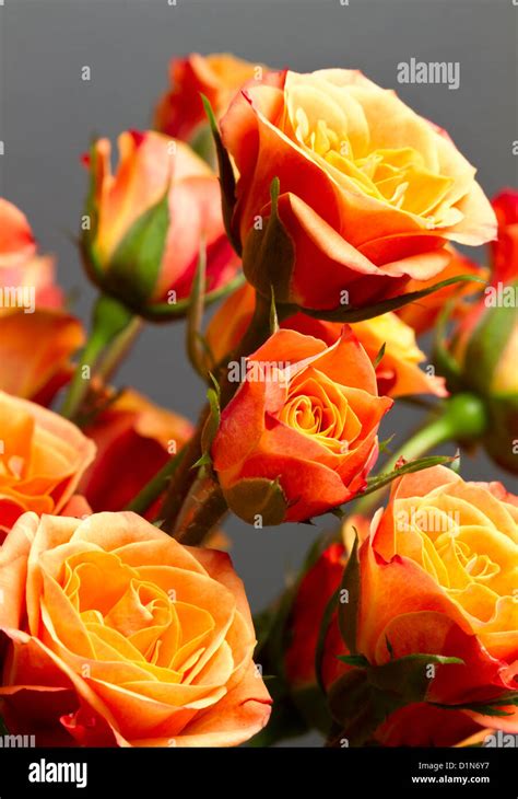 Beautiful bouquet of soft orange and yellow colored roses against gray backdrop Stock Photo - Alamy