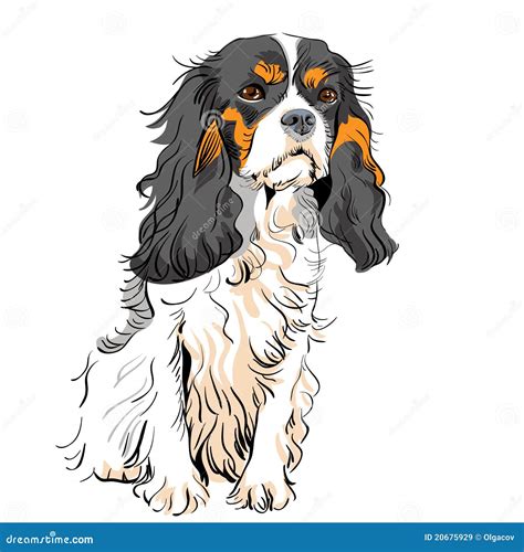 Vector Dog Cavalier King Charles Spaniel Stock Vector - Illustration of ...