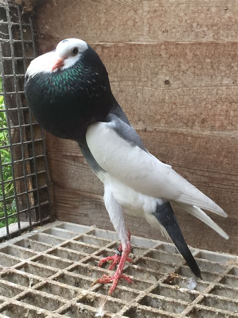 This is a blue Ganzle Brunner pouter Pigeon Pictures, Pigeon Breeds, Dove Pigeon, Tyson, Birdy ...