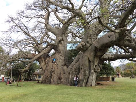 massive sunland baobab bar tree near modjadjiskloof in limpopo south ...