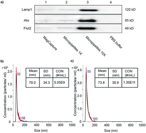 Characterization Of Exosomes Extracted From Cell Culture Media A