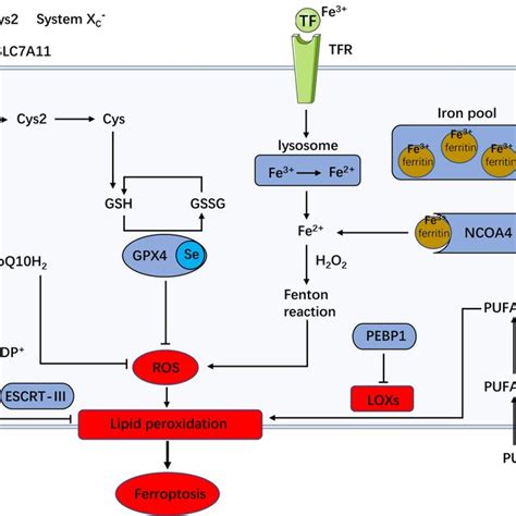 The Regulatory Mechanism Of Ferroptosis Ferroptosis Is Related To