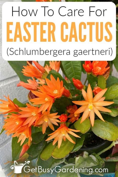 Easter Cactus Plant Care Guide How To Grow Schlumbergera Gaertneri Easter Cactus Cactus