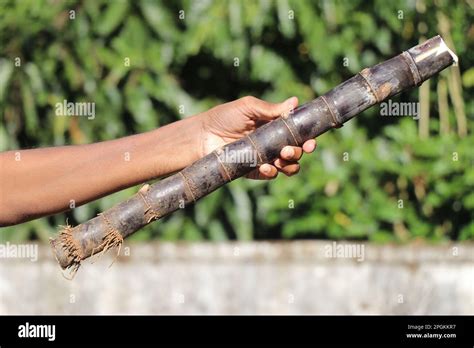 Sugarcane Plant Hi Res Stock Photography And Images Alamy