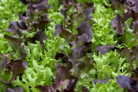 Green And Red Lettuce Seedlings Spring Cultivation Stock Image Image