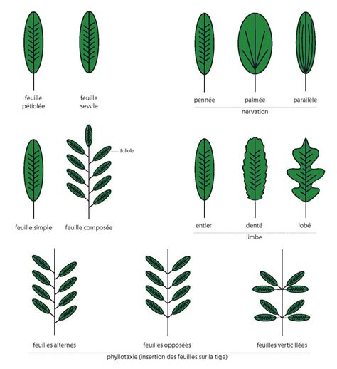 Comment reconnaître les feuilles dautomne Minimall